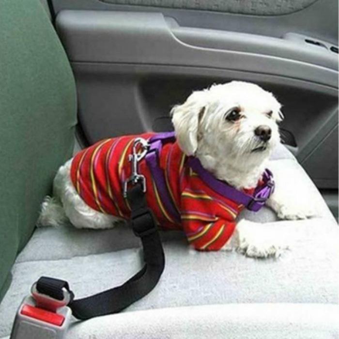 Safety Belts For Dogs